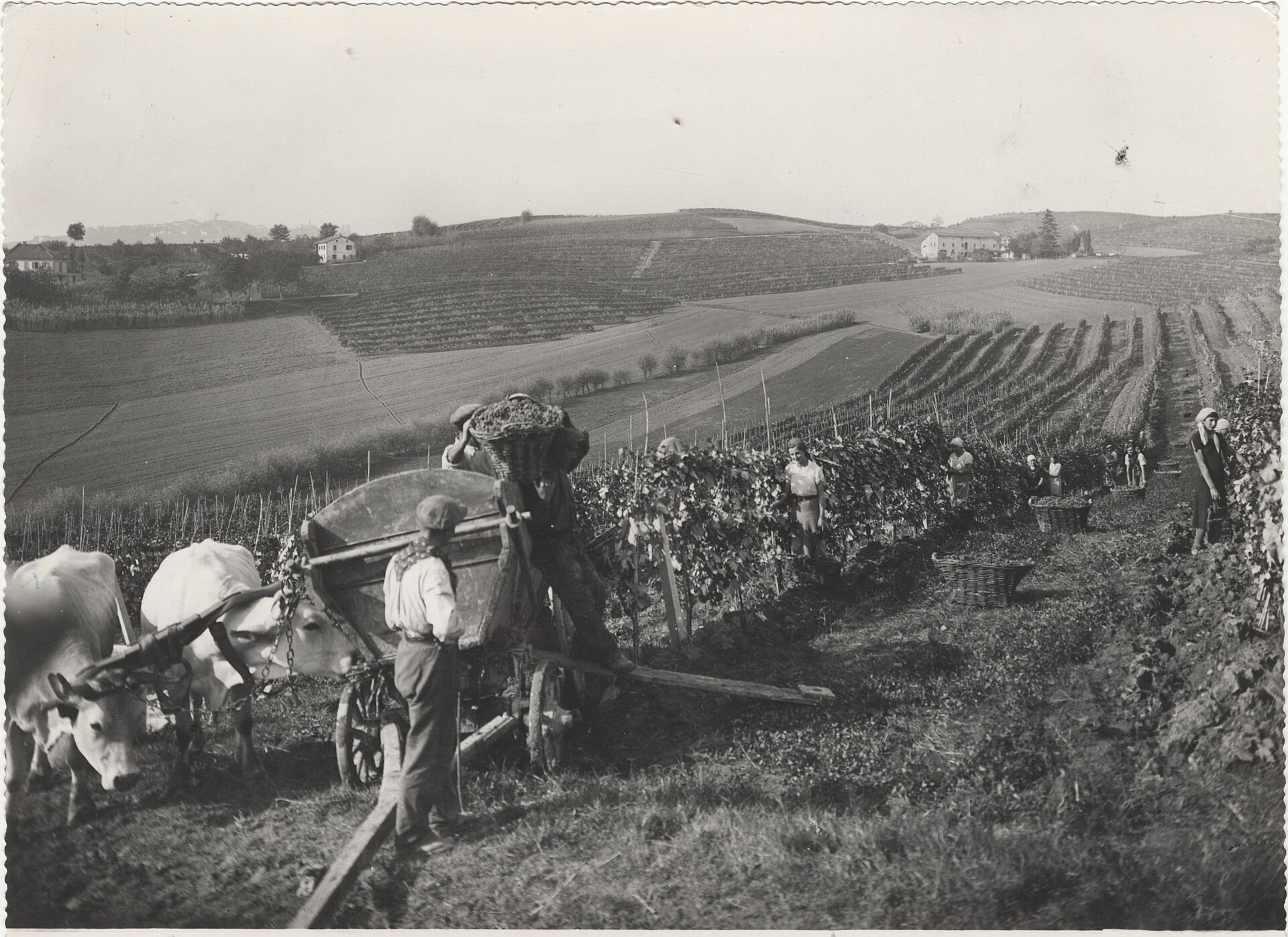 Langhe-Weinberge